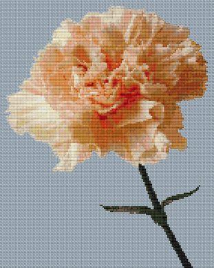 (image for) Peach Carnation
